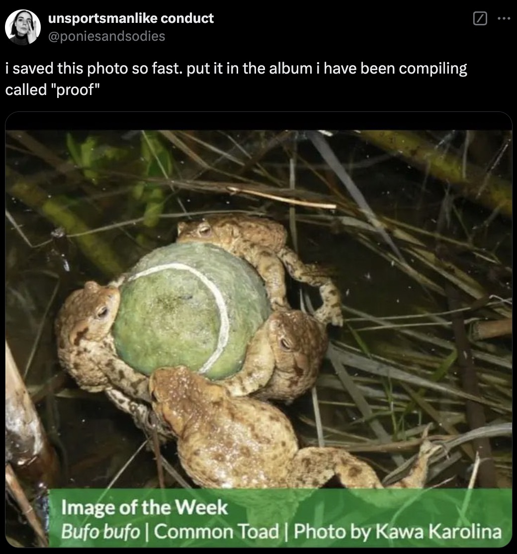 pest - unsportsman conduct i saved this photo so fast. put it in the album i have been compiling called "proof" Image of the Week | Bufo bufo Common Toad | Photo by Kawa Karolina